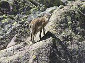 MAGNIFICA SALITA DA CARONA SUL PIZZO DEL BECCO E DISCESA DALLA VALLE DEI FRATI 18 luglio 2010 - FOTOGALLERY